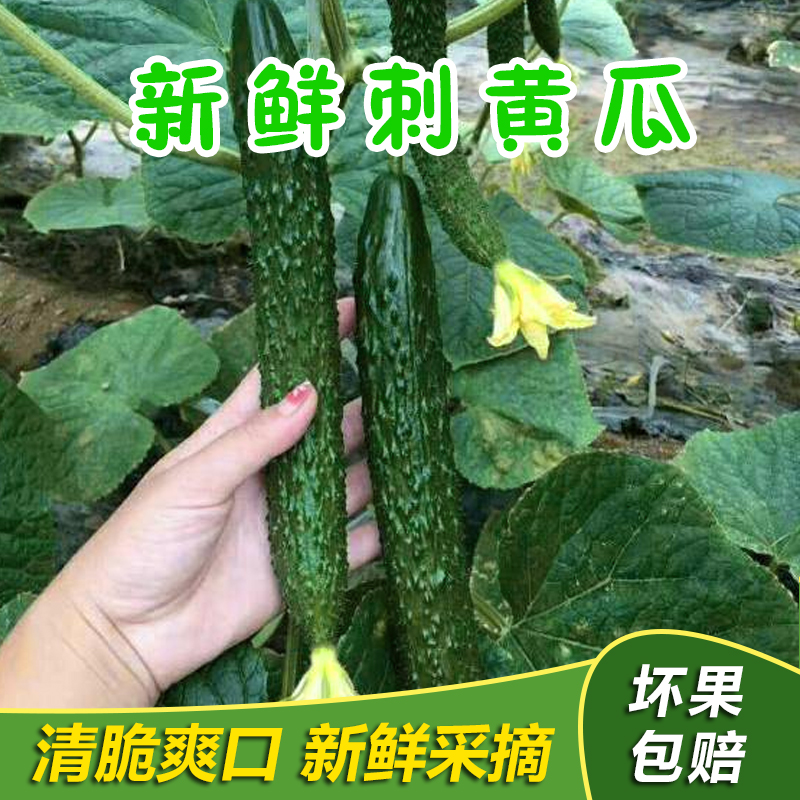 农家现摘新鲜蔬菜黄瓜应季水果黄瓜脆嫩带刺青瓜1斤3斤5包邮