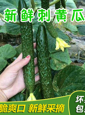 农家现摘新鲜蔬菜黄瓜应季水果黄瓜脆嫩带刺青瓜1斤3斤5包邮