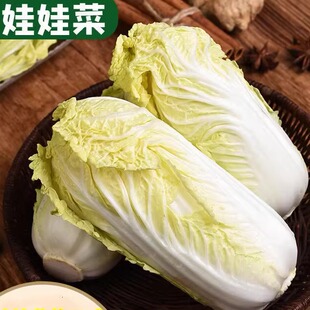新鲜娃娃菜小白菜新鲜蔬菜精品黄心娃娃菜嫩滑爽口火锅涮菜批发价