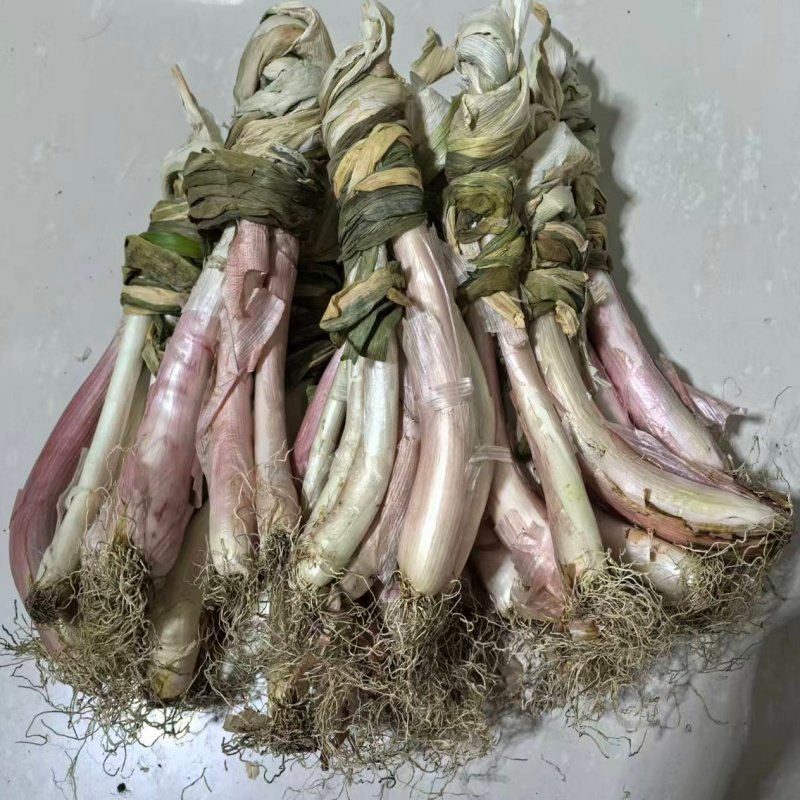 葱栽子东北大葱吉林榆树红皮葱干葱盆栽葱东北特产冻葱火葱子葱苗