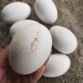 鹅蛋新鲜12枚吉林榆树农家散养笨大鹅蛋受精蛋超大初生蛋 包邮