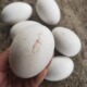 鹅蛋新鲜12枚吉林榆树农家散养笨大鹅蛋受精蛋超大初生蛋 包邮