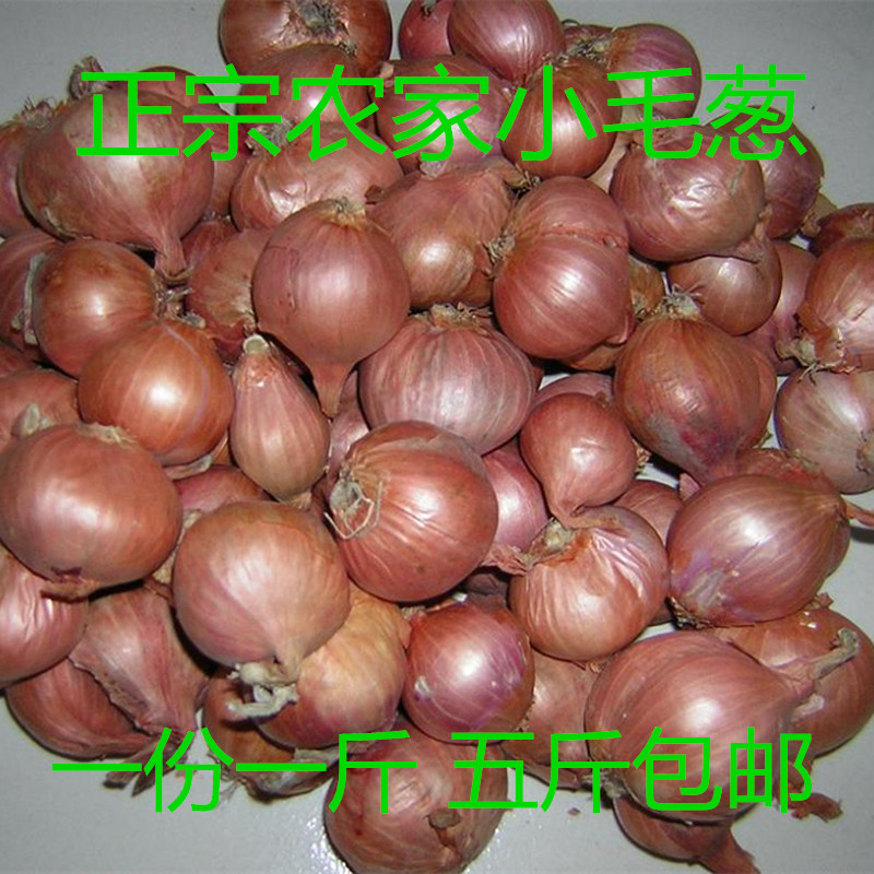 东北特产葱头种子毛葱