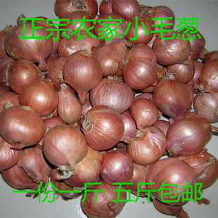 毛葱东北特产毛葱头吉林榆树鬼子葱珠葱小毛葱头种子五份5斤包邮