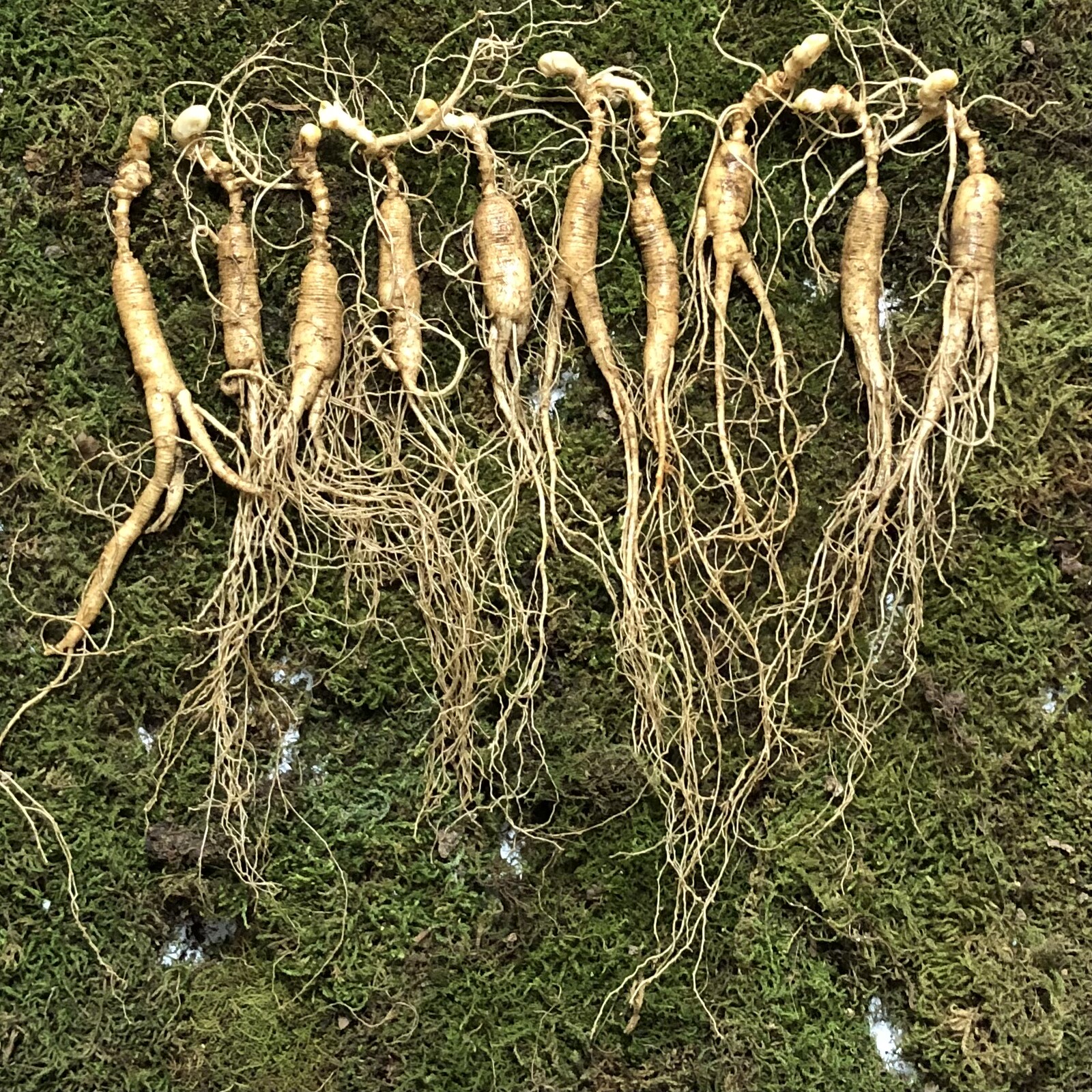 长白山新鲜林下参 15年根林下参 鲜参泡酒用林下参10根