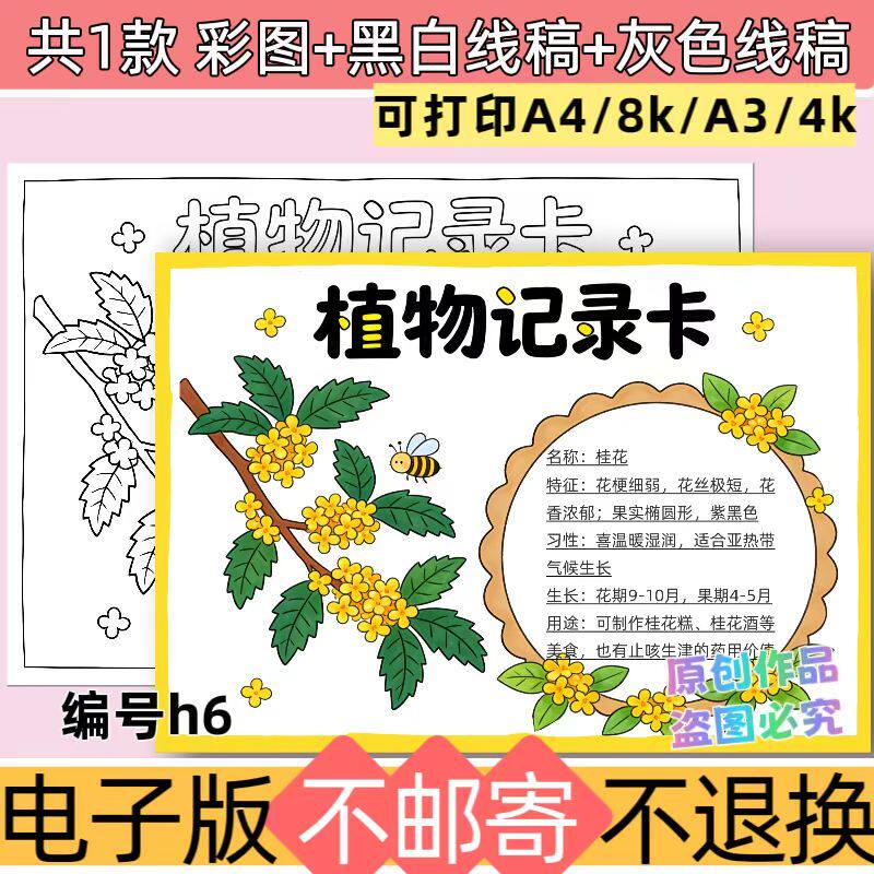 h6桂花植物记录卡手抄报我的植物朋友观察名片模板线稿电子版