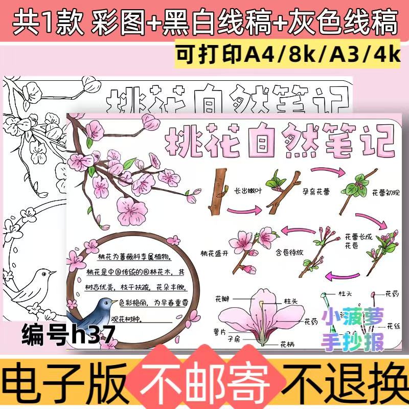 h37桃花自然笔记手抄报电子模板植物生长观察日记黑白线稿可打印
