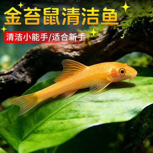吃鱼屎工具鱼淡水青苔鼠热带鱼