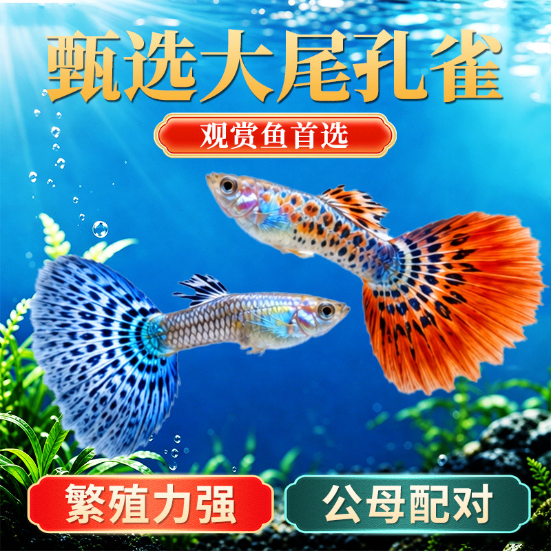 孔雀鱼观赏鱼活体金鱼热带小型淡水马凤尾鱼好养耐活易繁殖斑鱼苗