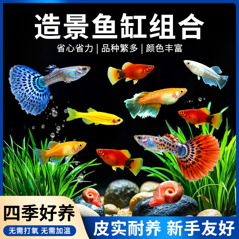 凤尾小型精品孔雀鱼米奇斑马练手