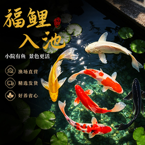 锦鲤金鱼苗冷淡水好养耐寒耐冻