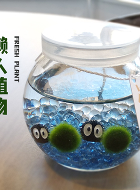 桌面小植物marimo海藻球生态瓶微景观马里莫球藻女生小礼物小宠物
