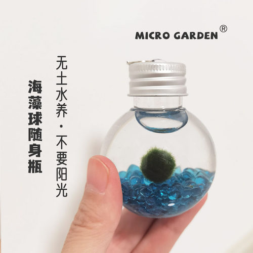 海藻球适合宿舍养的小宠物稀奇古怪桌面好养耐活懒人植物办公室
