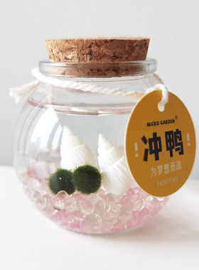 海藻球小宠物桌面生态瓶迷你懒人植物办公室稀奇古怪学生网红微景