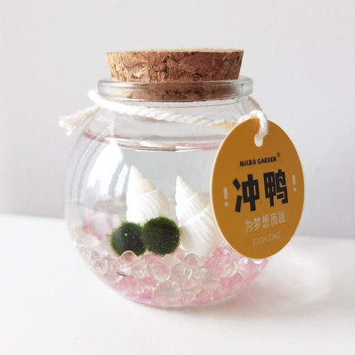 海藻球小宠物桌面生态瓶迷你懒人植物办公室稀奇古怪学生网红微景