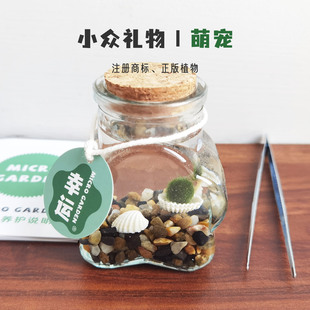 海藻球迷你小宠物桌面懒人生态瓶办公室植物家养稀奇古怪礼物冷门