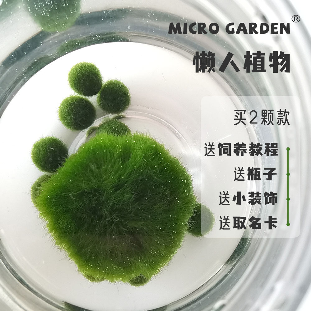 MICROGARDEN藻球趣味植物