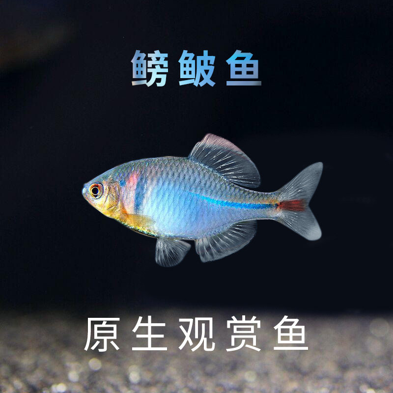 鳑鲏鱼旁皮鱼观赏鱼冷水鱼原生鱼除藻鱼练手鱼清道夫好养鱼金苔鼠