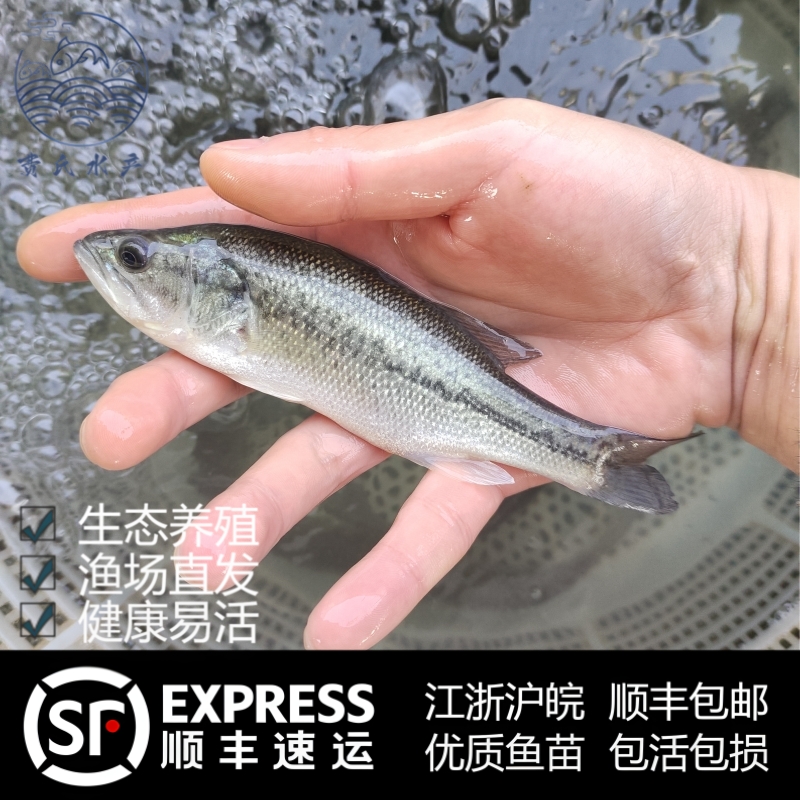 大口黑鲈加州鲈鱼苗淡水鲈鱼包邮