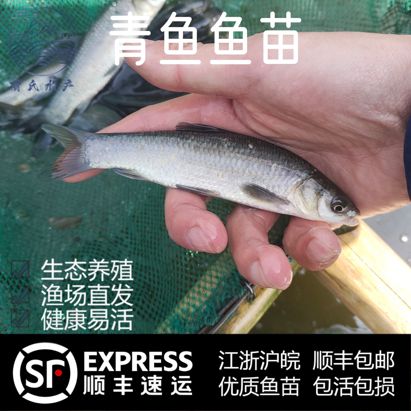 螺蛳青鱼鱼苗吃螺狮皖鱼苗灰草鱼乌鲩鱼活体淡水四大家鱼好养耐活