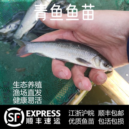 螺蛳青鱼鱼苗吃螺狮皖鱼苗灰草鱼乌鲩鱼活体淡水四大家鱼好养耐活