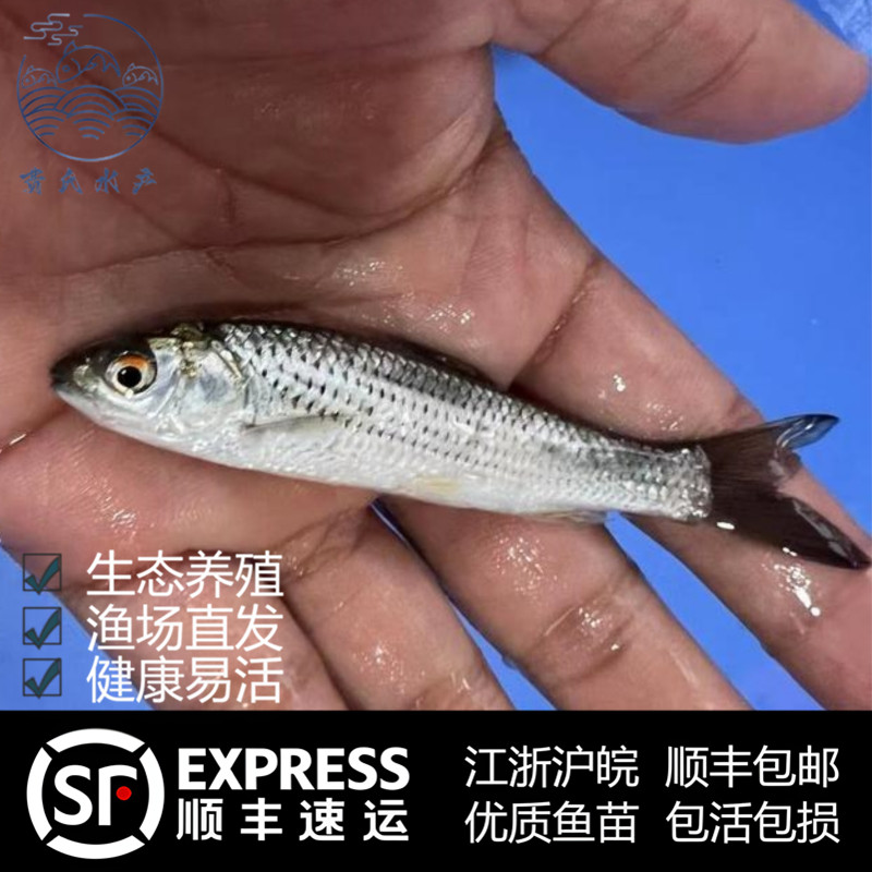 活体赤眼鳟鱼苗红眼草鱼路亚鱼鱼类小鱼苗赤眼红鳟鱼淡水鱼苗易活