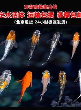 观背青鳉无需加温打氧冷水观赏鱼