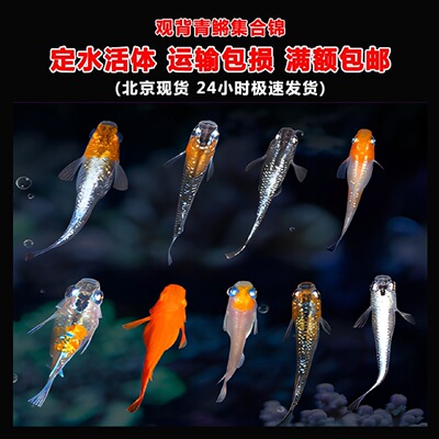 观背青鳉无需加温打氧冷水观赏鱼