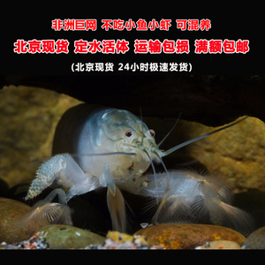 网球巨型活体非洲宠物虾木纹除藻