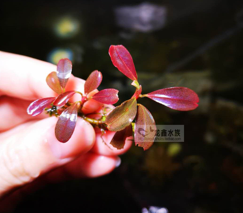 辣椒榕紫色旋律老版稀有造景水草