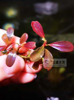 辣椒榕紫色旋律老版（NK）紫色旋律稀有造景水草椒榕水草