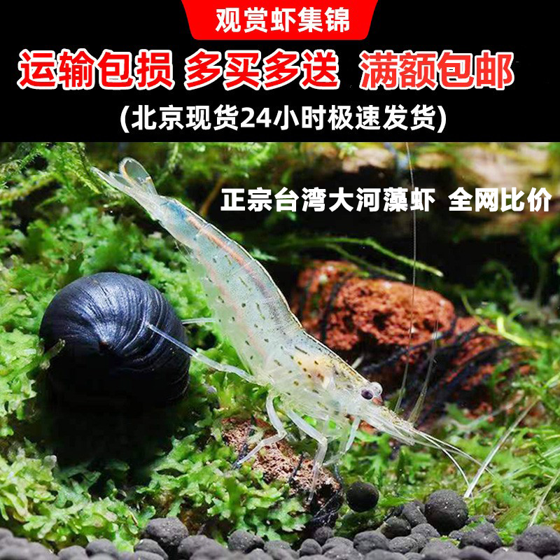 大和藻虾除丝藻黑藻工具虾观赏虾