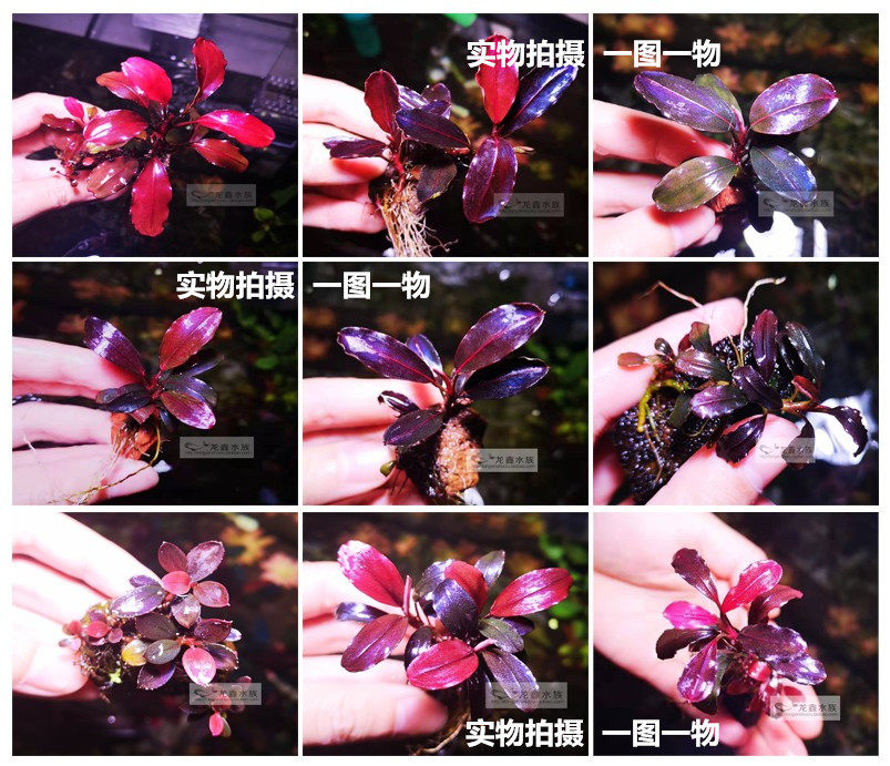 辣椒榕精品繁殖株老幻影大叶蓝neo针叶迷你凤凰大象海莲娜nk