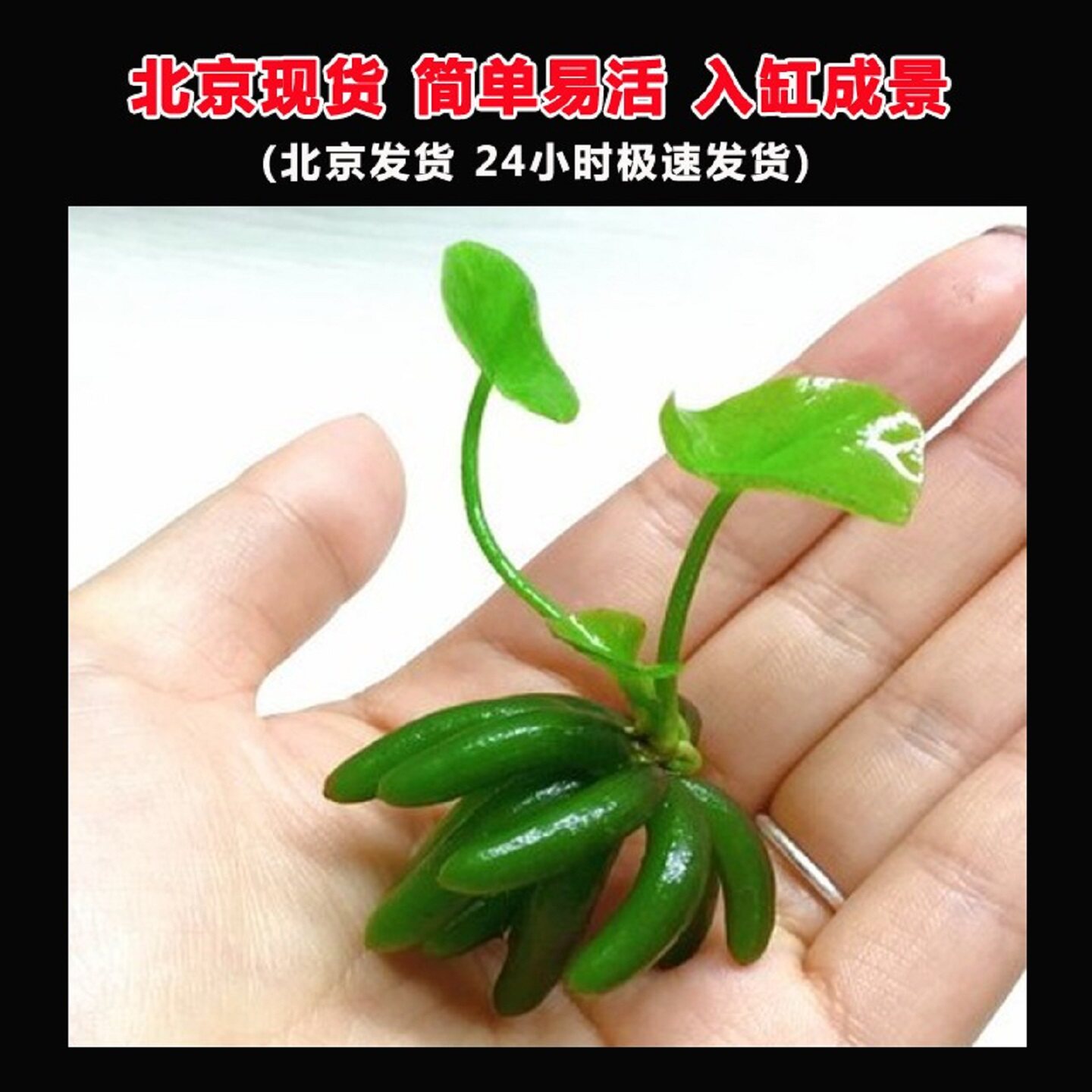 香蕉草结蕉草虾缸水中叶前景水草造景水草活体懒人草无需种植易活