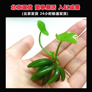 香蕉草结蕉草虾缸水中叶前景水草造景水草活体懒人草无需种植易活