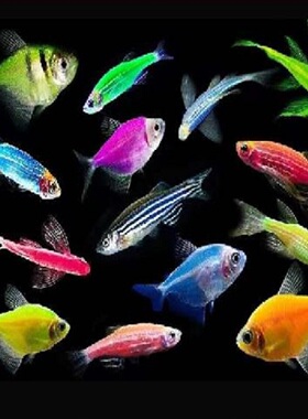 斑马鱼红斑马青苹果柠檬天使鱼蝶翼观赏鱼生态瓶冷水鱼淡水鱼小型