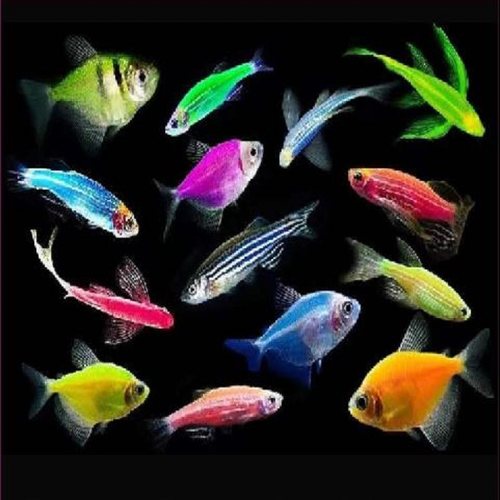 斑马鱼红斑马青苹果柠檬天使鱼蝶翼观赏鱼生态瓶冷水鱼淡水鱼小型