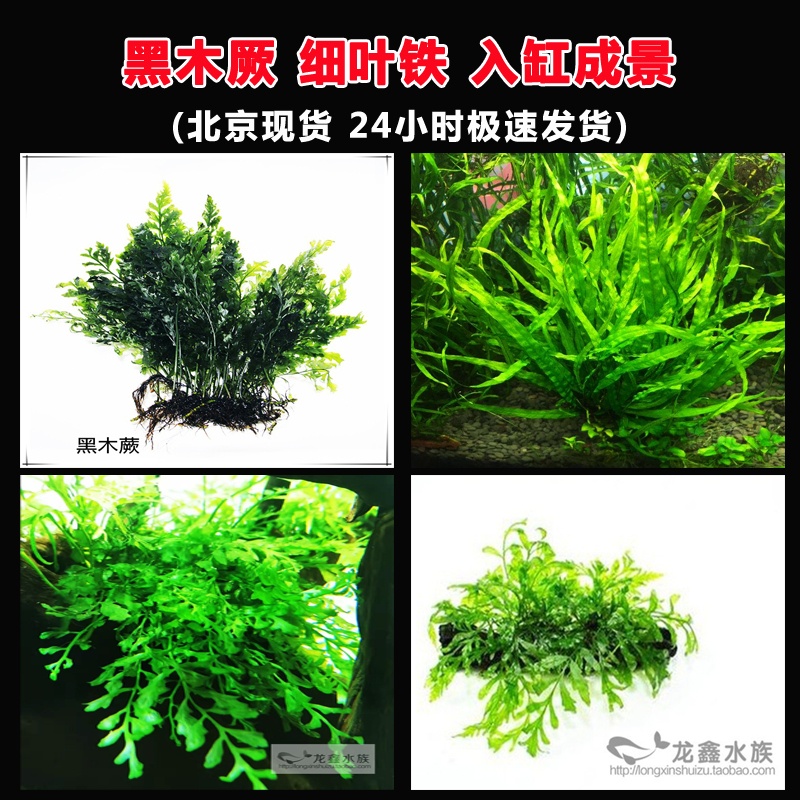 细叶铁黑木厥鹿角铁皇冠后景水草