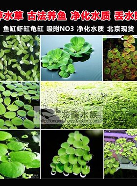 浮萍水草浮性草除no3水芙蓉迷你