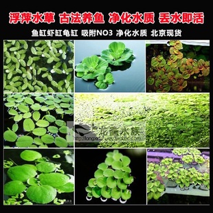 浮萍水草浮性草除NO3净化水质水芙蓉红毛丹圆心蝴蝶迷你叶小圆叶