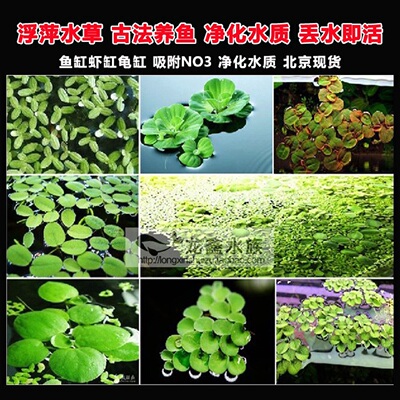 浮萍水草浮性草除no3水芙蓉迷你