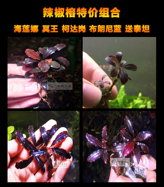 辣椒榕特价组合新手造景水草