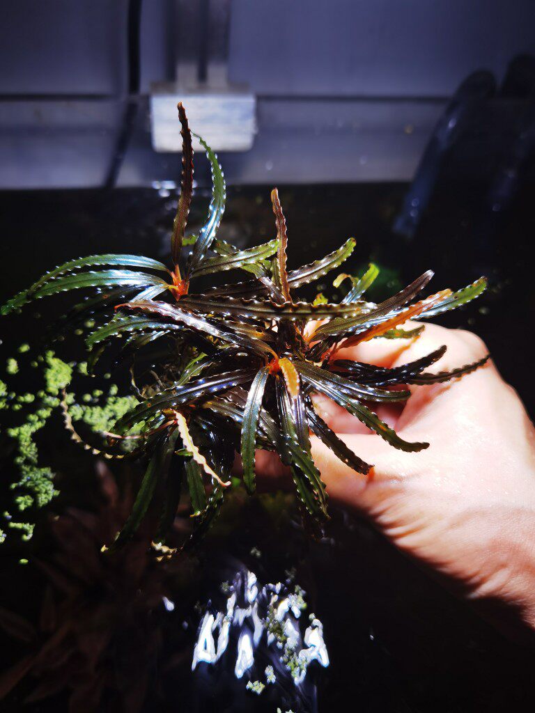 辣椒榕针叶辣椒蓉椒榕水草闪电椒草造景水草稀有品种水下叶特价
