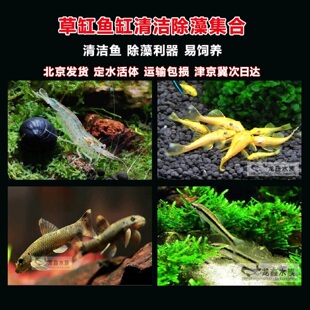 除藻鱼垃圾鱼清洁工具鱼大和藻虾胡子鱼黑线小猴小精灵热带观赏鱼