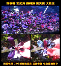 辣椒榕玄武海黑天使大象玉数码海布朗尼NEO老货玄武海莲娜老幽灵