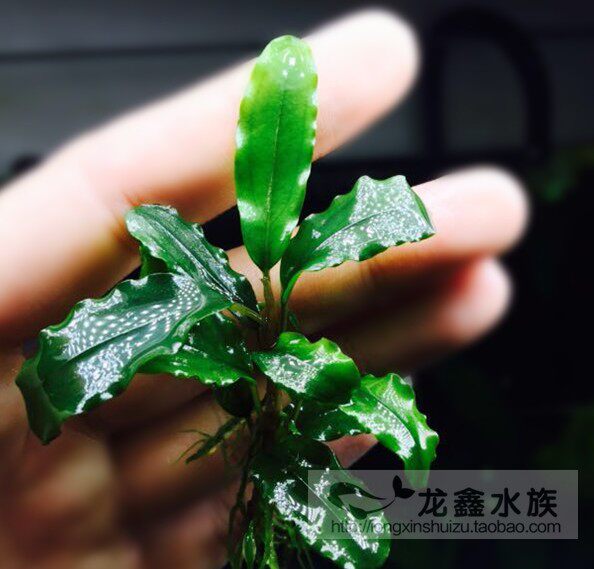 辣椒榕 紫金繁殖株（6-10厘米）辣椒蓉玩家水草新手造景水草椒榕