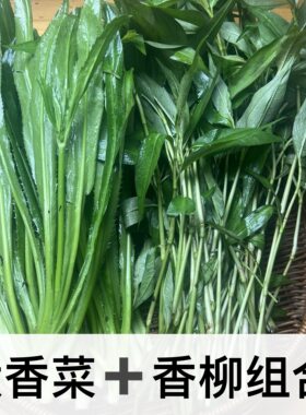 云南新鲜大香菜 香柳 组合一样一点 傣味香菜香料