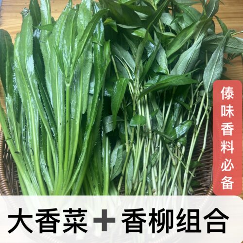 云南新鲜大香菜 香柳 组合一样一点 傣味香菜香料