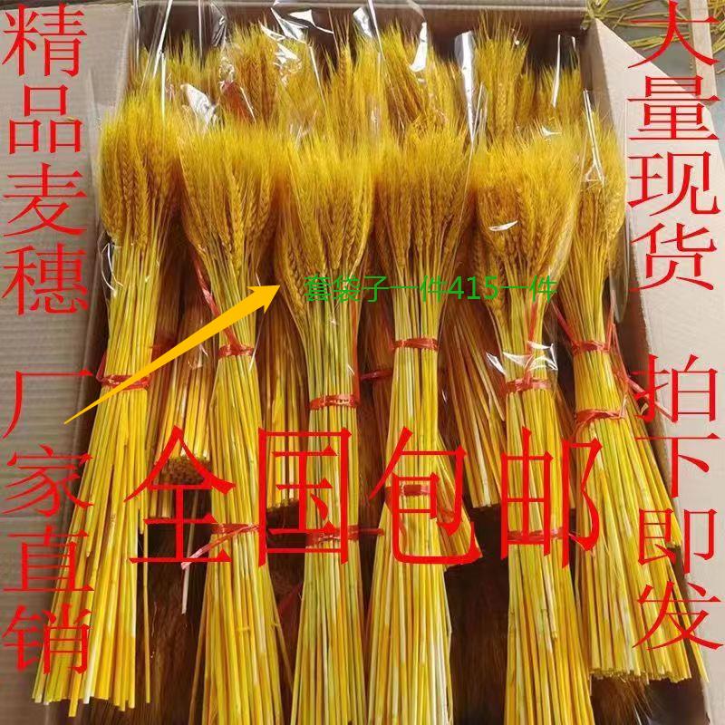 天然麦穗干花自产自销