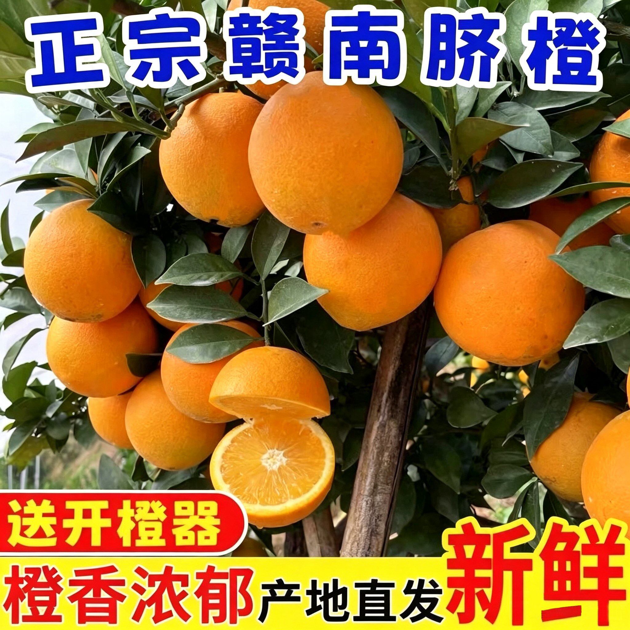 江西赣南早脐橙新鲜水果现摘现发